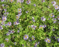 symphyotricum o. 3.jpg